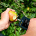 Hand holding an apple with a Force Gage measuring its reading outdoors.
