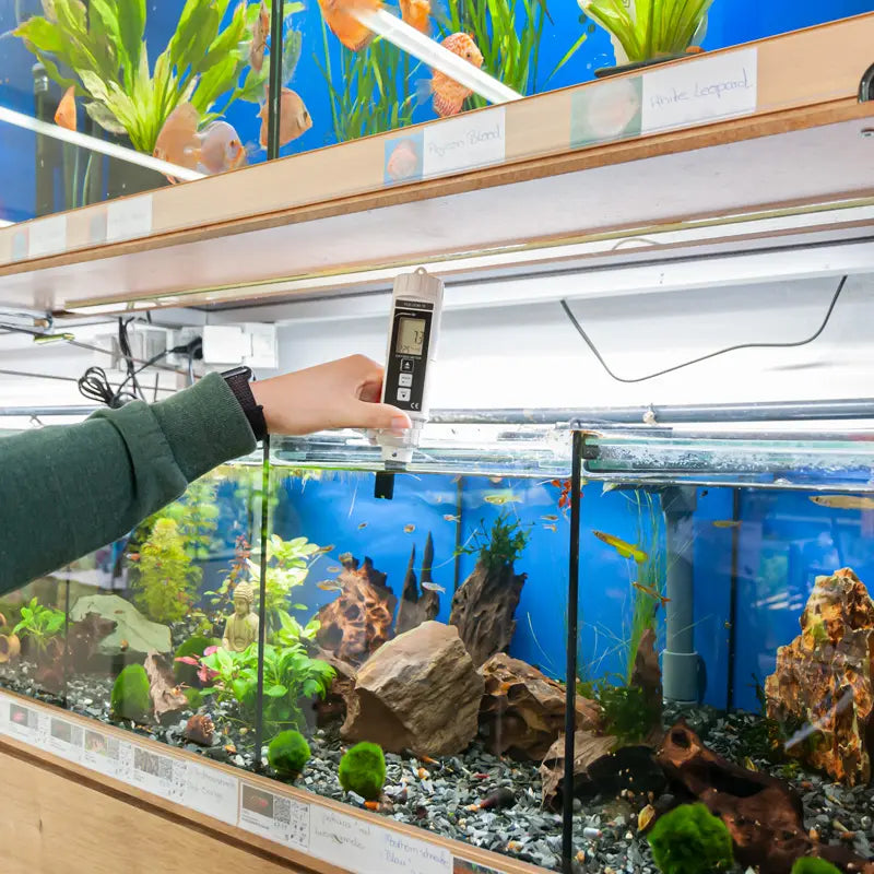 Person checking water parameters in a fish tank with a digital meter.